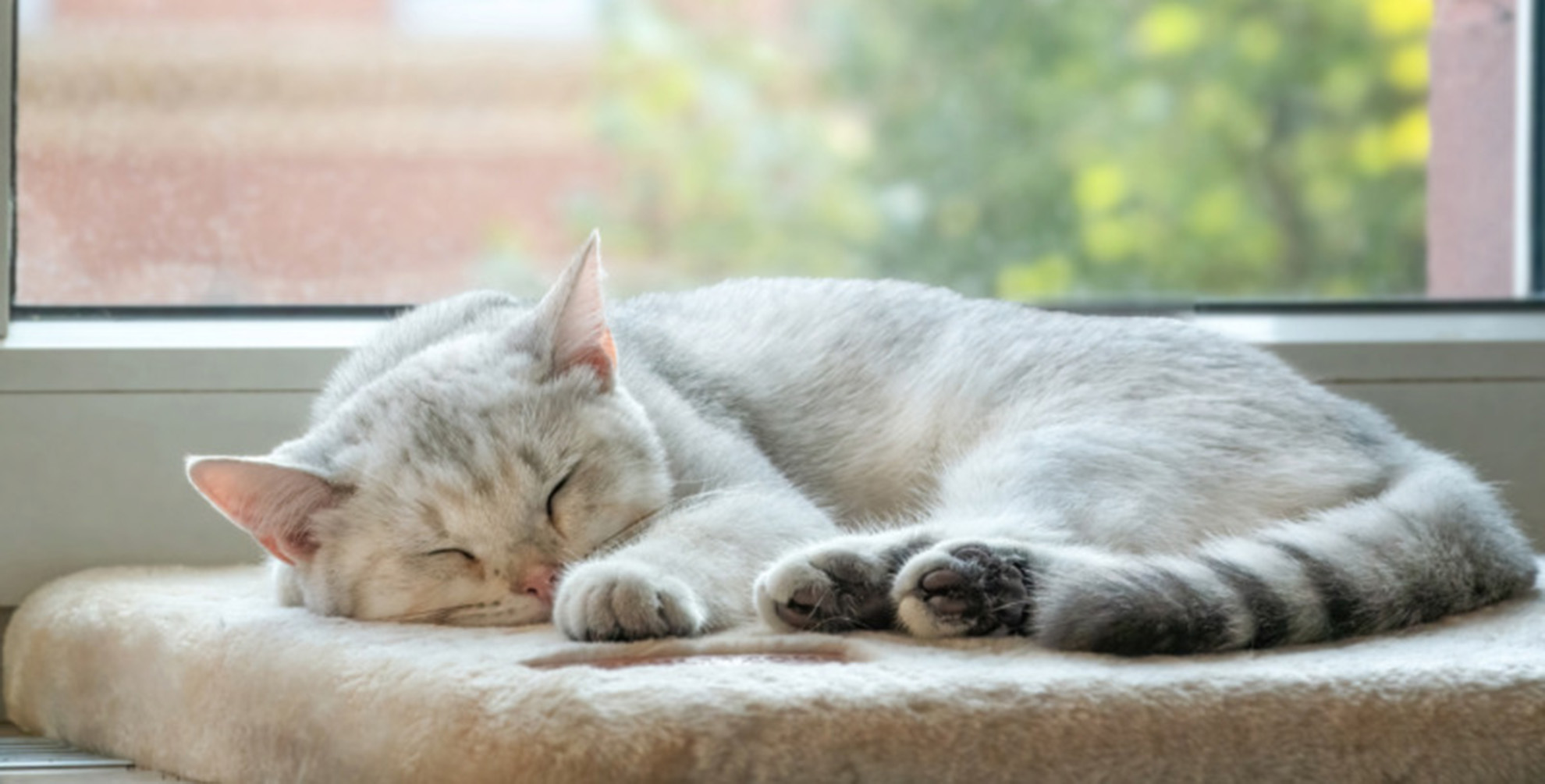 Wo Katzen schlafen